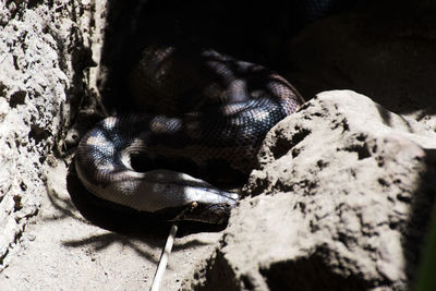 Close-up of lizard on rock