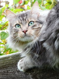 Close-up portrait of a cat