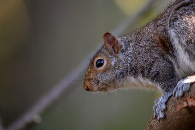 Close-up of squirrel