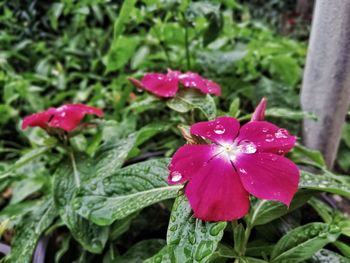 Close-up of wet pink flower