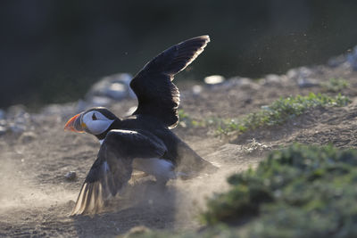 Close-up of puffin on field