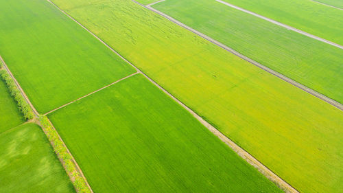 Scenic view of agricultural field