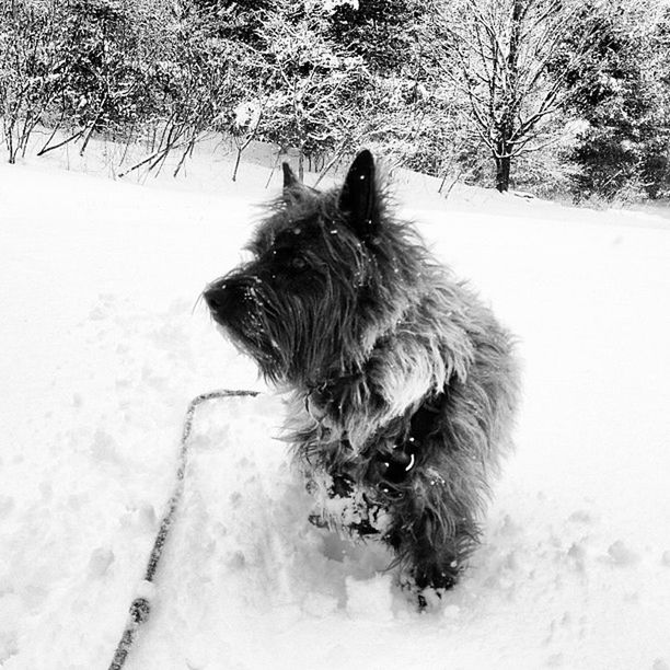 snow, cold temperature, winter, domestic animals, pets, one animal, dog, mammal, animal themes, season, weather, covering, white color, field, tree, frozen, nature, landscape, day, outdoors