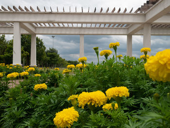 Yellow flowering plants in garden