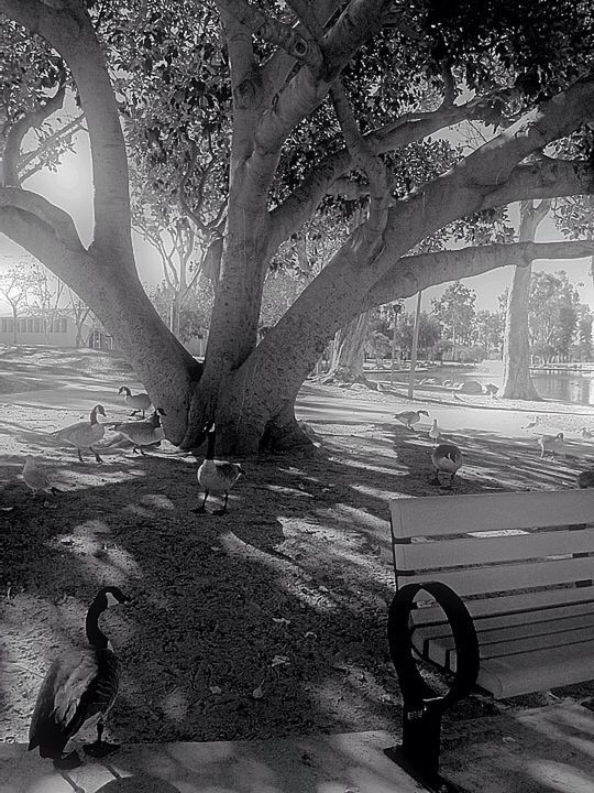 tree, shadow, sunlight, tree trunk, bicycle, water, park - man made space, nature, day, branch, outdoors, tranquility, growth, leisure activity, silhouette, footpath, street, park