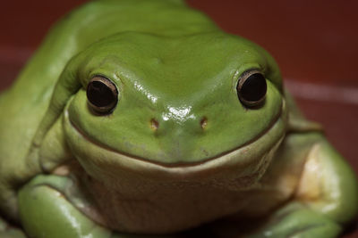 Close-up portrait of frog