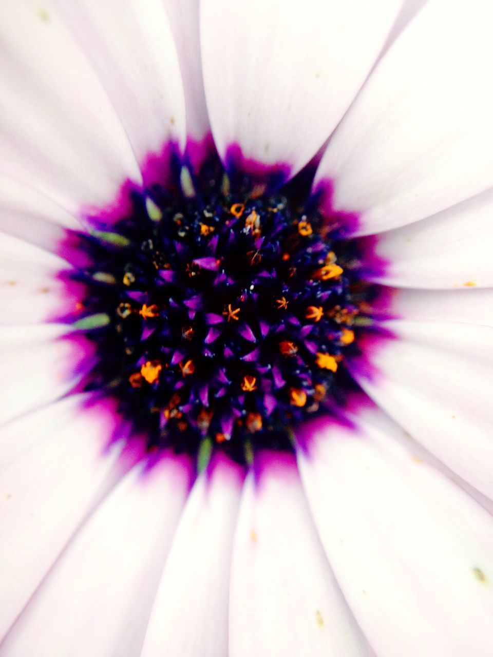 EXTREME CLOSE UP OF PURPLE FLOWER