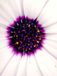 Close-up of purple flower