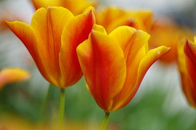 Close-up of tulips