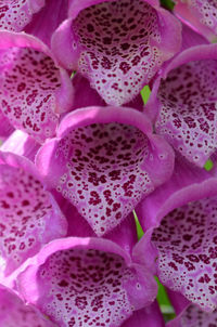 Full frame shot of pink flower petals