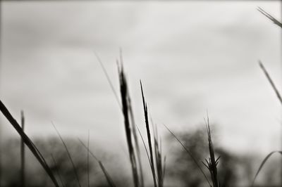 Close-up of grass on field against sky