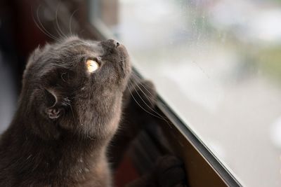 Close-up of cat by window
