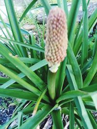 High angle view of flowering plant on field