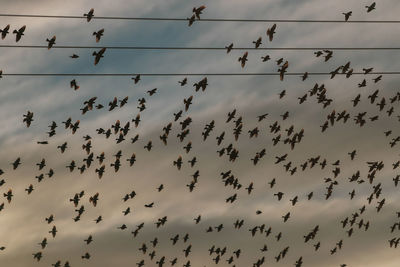 Low angle view of birds flying in sky