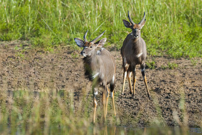 Deer standing on field