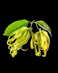 Close-up of yellow flowers over black background