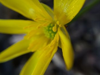 Close-up of yellow flower