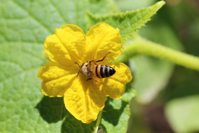 Close-up of bee on yellow flower