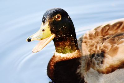 Close-up of swan in water