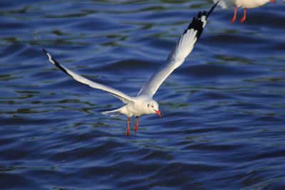 High angle view of seagull flying over lake