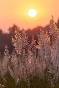 Close-up of plant against sky during sunset