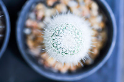 High angle view of succulent plant