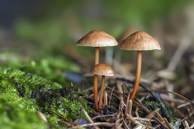 Close-up of mushroom growing on field