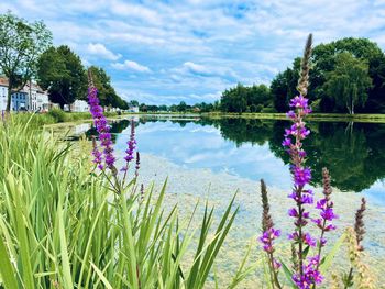 Purple flowering plants by lake against sky