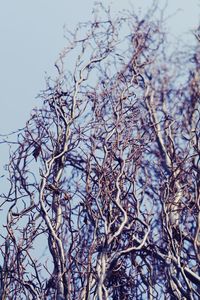 Low angle view of bare tree against clear sky