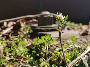 Close-up of small plant with mobile phone