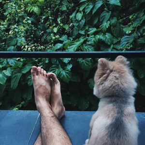 Low section of man by dog relaxing against plants