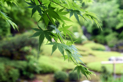 plant