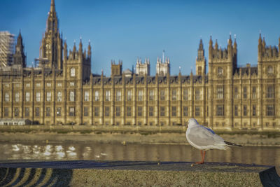 Seagull perching on a building