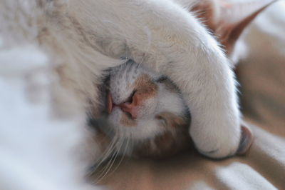 Close-up of cat sleeping