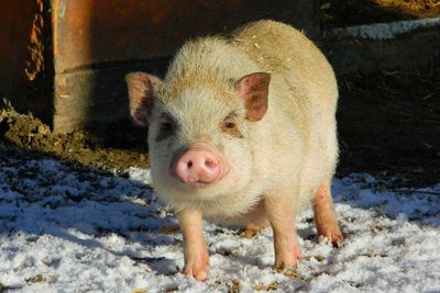 Portrait of pig on snow covered field