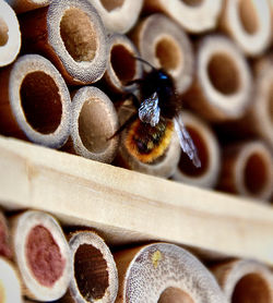 Close-up of bee on wood