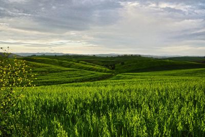 Scenic view of agricultural field against sky