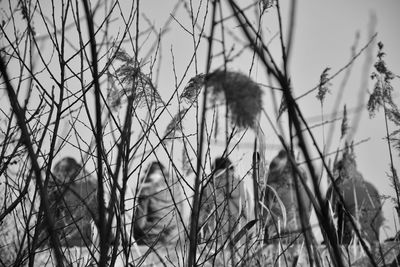 Close-up of plants against sky during winter