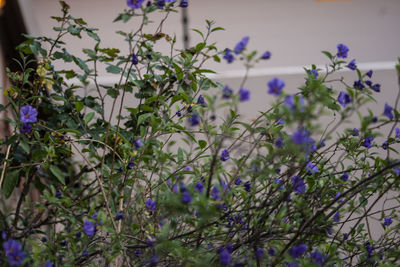 Close-up of purple flowering plants