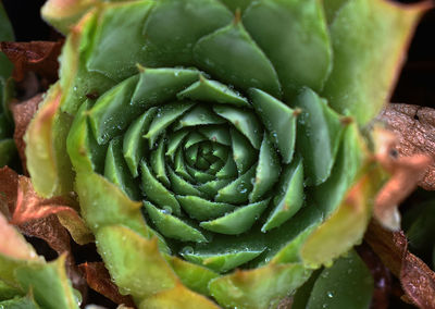 Full frame shot of succulent plant