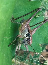 Close-up of insect on leaf