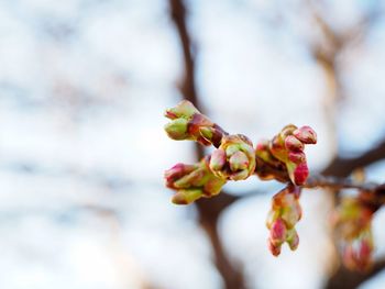 Close-up of flowering plant