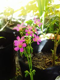 Close-up of pink flowers