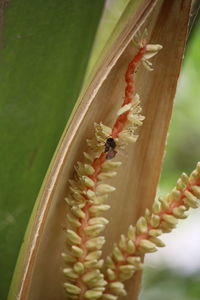 Close-up of insect on plant