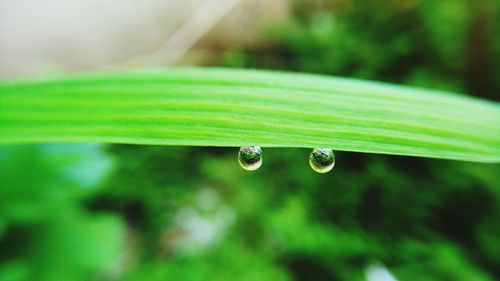 Close-up of water drops on grass