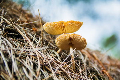 Close-up of mushroom growing outdoors