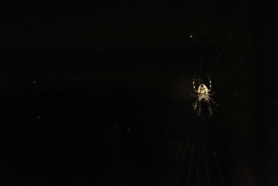 Close-up of spider on web against black background