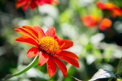 Close-up of red orange flower