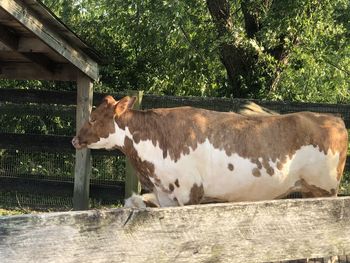 Side view of a cow