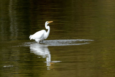 White swan in a lake